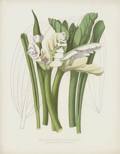 The Two-Rowed Aponogete by English School
